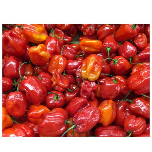 Hot Habenero pepper (Rodo)