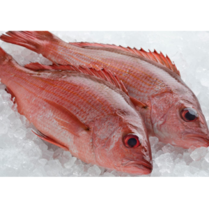 Red Snapper Fish