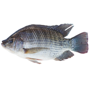 Fresh Tilapia Fish